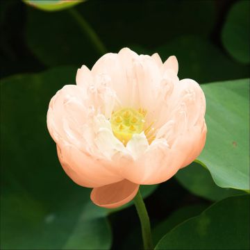 Nelumbo Pygmaea Cream - Sacred Lotus