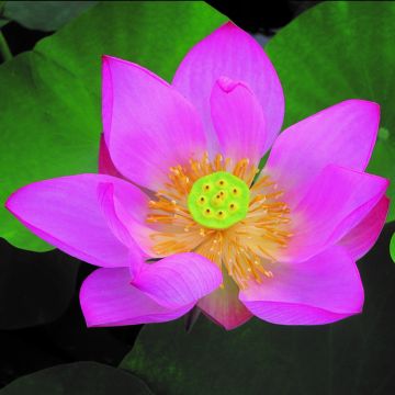 Nelumbo Pygmaea Red - Sacred Lotus