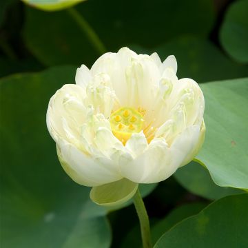 Nelumbo Pygmaea White - Sacred Lotus