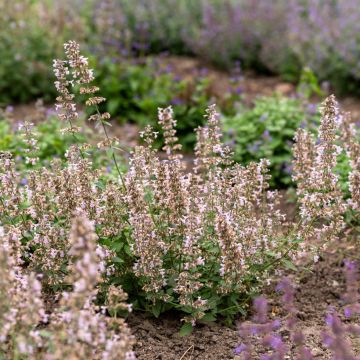 Nepeta racemosa Amelia - Catnip