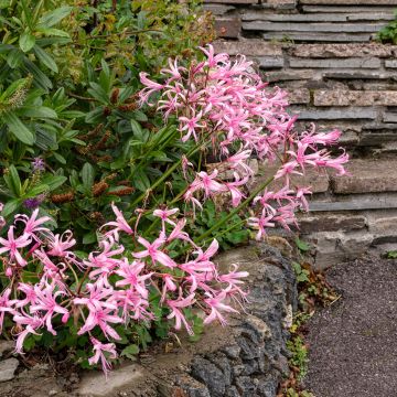 Nerine bowdenii Amandi