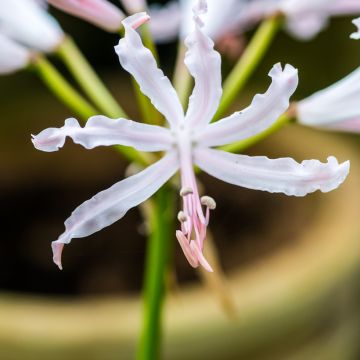 Nerine bowdenii Bionce