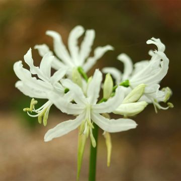 Nerine bowdenii Like a Virgin