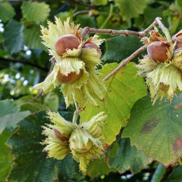 Corylus avellana Tonda Gentile Romana