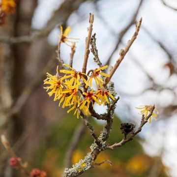 Hamamelis mollis Pallida