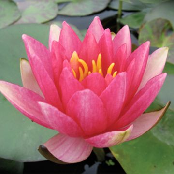 Nymphaea Gypsy - Waterlily