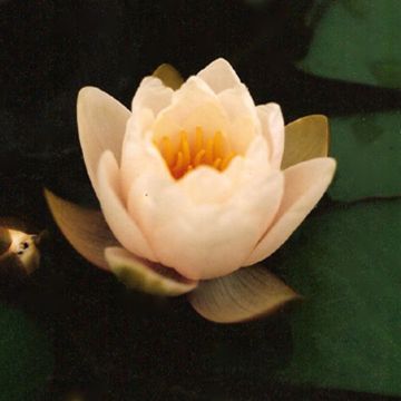 Nymphaea Lactea - Waterlily