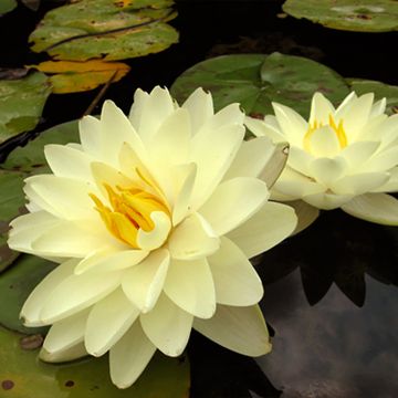 Nymphaea Lemon Chiffon - Waterlily