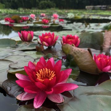 Nymphaea Marliacea Ignea - Waterlily