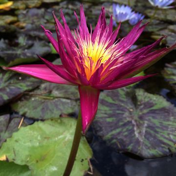 Nymphaea Miami Rose - Waterlily