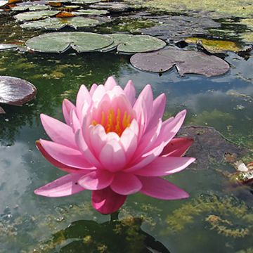 Nymphaea Odorata Suavissima - Waterlily