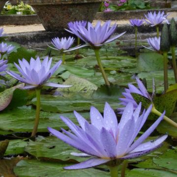 Nymphaea Colonel A.J. Welch - Nénuphar jaune