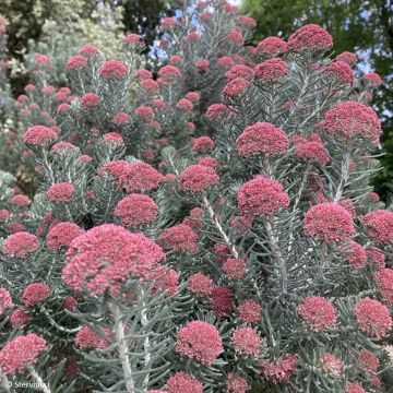 Ozothamnus rosmarinifolius Silver Jubilee