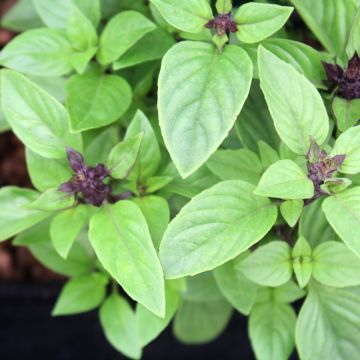 Thai Basil - Ferme de Sainte Marthe Seeds