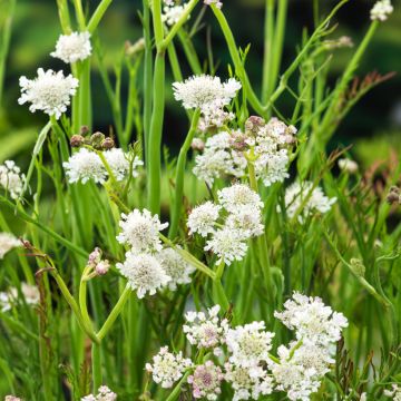 Oenanthe aquatica - fine-leaved water dropwort