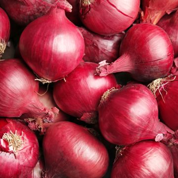 Red Onion - Red Baron plants - Allium cepa