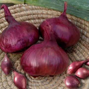 Onion Red Brunswick - Vilmorin Seeds