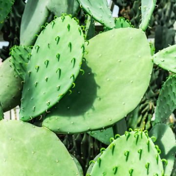 Opuntia laevis - Prickly Pear