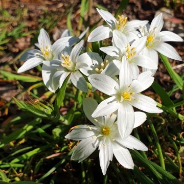 Ornithogalum White Trophy