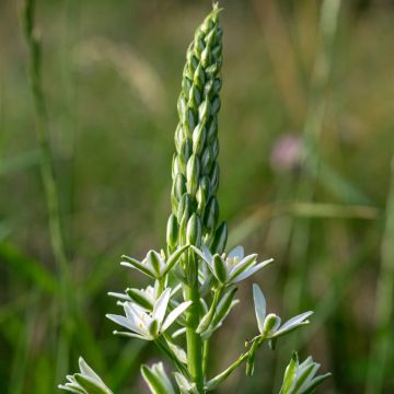 Ornithogalum ponticum Sochi