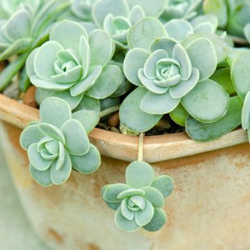 Orostachys boehmeri - Dunce's Cap