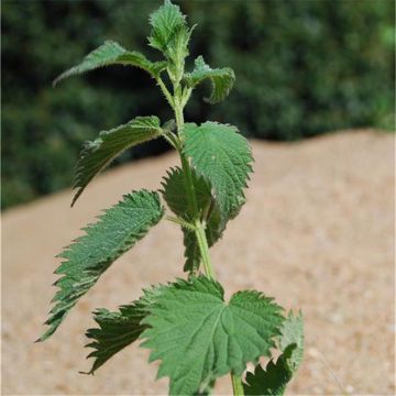 Organic Stinging Nettle - Ferme de Sainte Marthe seeds