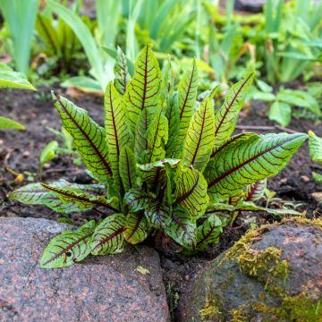 Rumex sanguineus Seeds