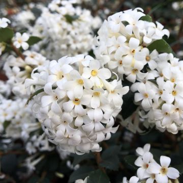 Osmanthus delavayi Perfume of Nature®