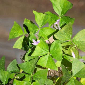 Oxalis triangularis Amber