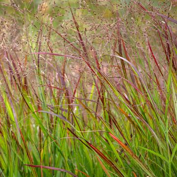 Panic érigé - Panicum virgatum Shenandoah  