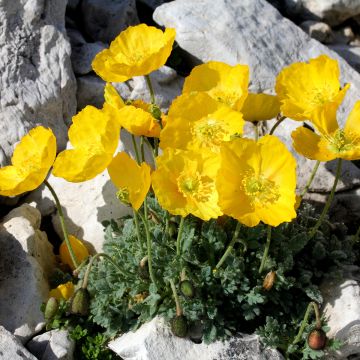 Papaver alpinum - Alpine poppy