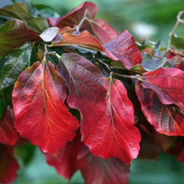 Parrotia persica Burgundy - Persian ironwood