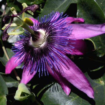 Passiflora Purple Passion- Passion Flower