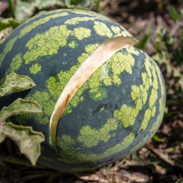 Organic Watermelon for Candying Green Flesh - Ferme de Sainte Marthe seeds - Citrullus lanatus