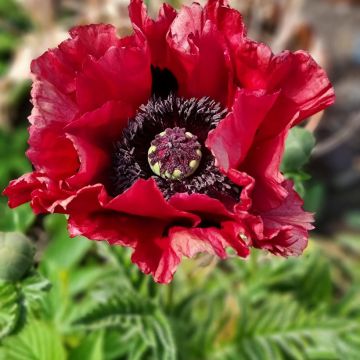 Oriental Poppy Red Rumble - Papaver orientale