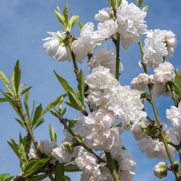 Prunus persica Taoflora White - Peach Tree