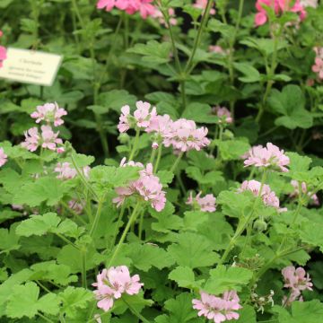 Pelargonium Attar of Roses