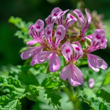 Pelargonium quercifolium