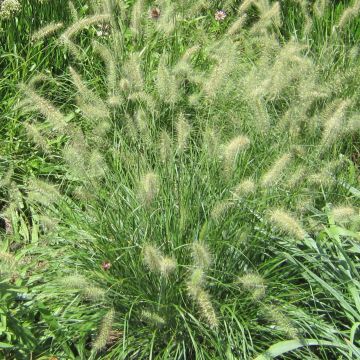 Pennisetum alopecuroides Cassian - Herbe aux écouvillons