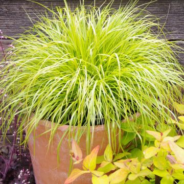 Pennisetum alopecuroïdes Hameln Gold - Chinese Fountain Grass