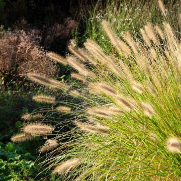 Pennisetum alopecuroides Hameln - Chinese Fountain Grass