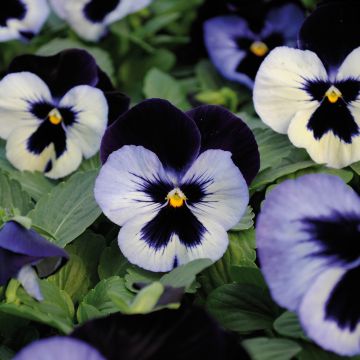 Viola hybrida Alpha F1 Moonlight