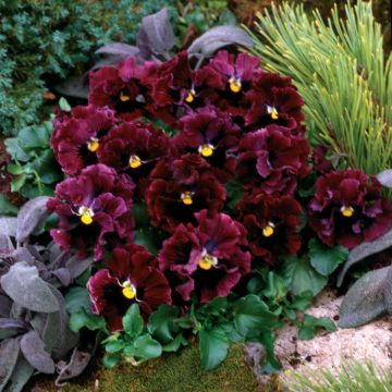 Viola x wittrockiana Frizzle Burgundy F1 - Pansy