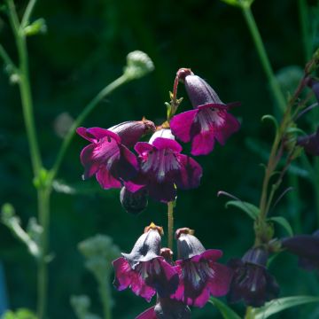 Penstemon Raven - Galane