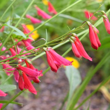 Penstemon barbatus Coccineus - Beardtongue