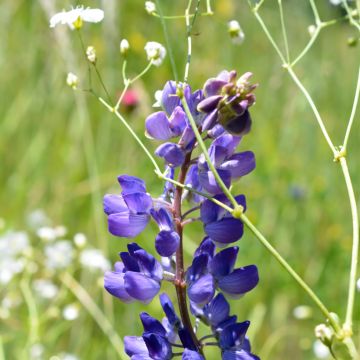 Penstemon glaber - Galane