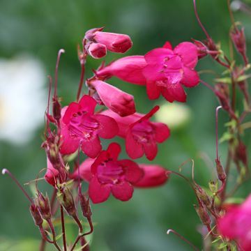 Penstemon hybride Garnet