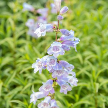 Penstemon Sour Grapes, Galane