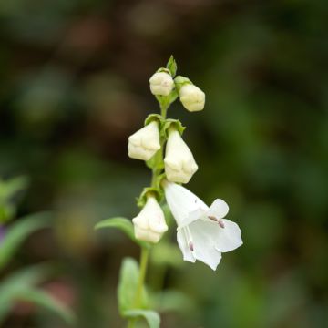 Penstemon white bedder