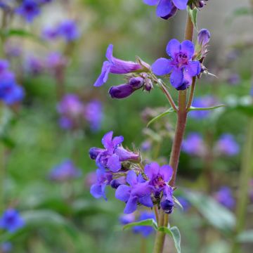 Penstemon mensarum - Beardtongue